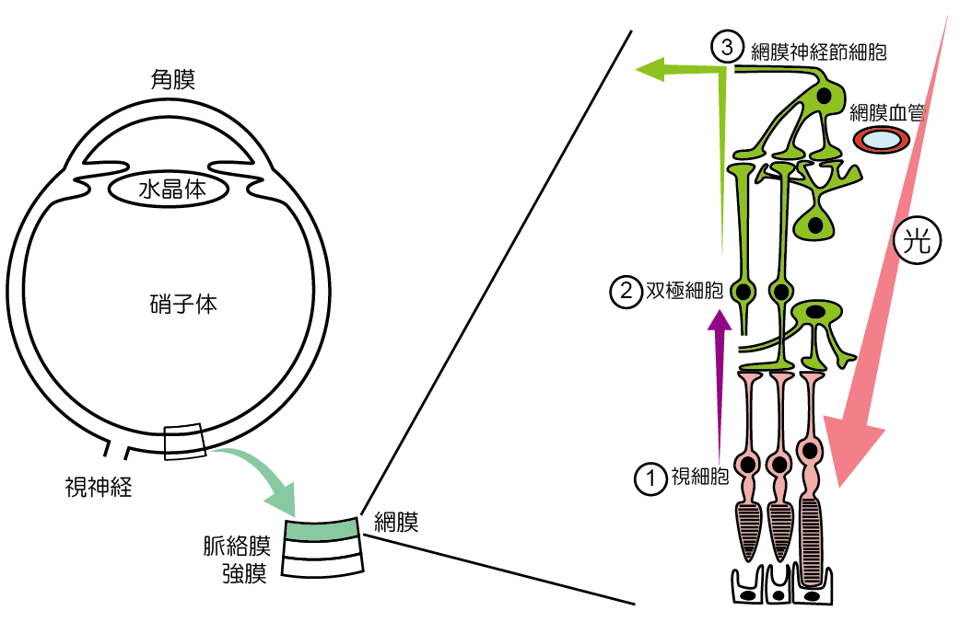 結果は何を意味しますか?